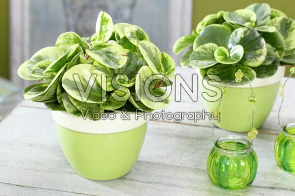 Peperomia obtusifolia Golden Genua Peperomia obtusifolia Golden Genua
