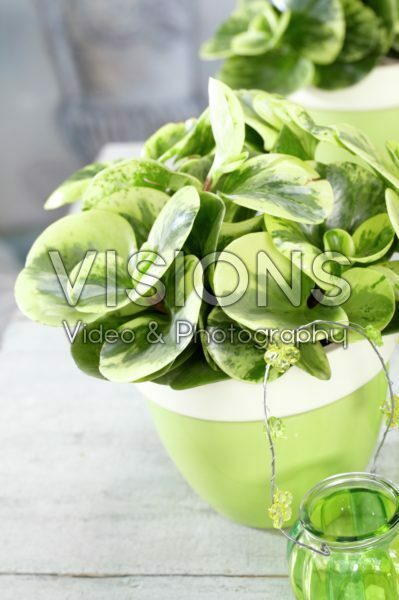 Peperomia obtusifolia Golden Genua Peperomia obtusifolia Golden Genua