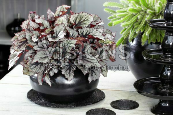 Begonia Beleaf Nordic GlacierĀ® Begonia Beleaf Nordic GlacierĀ®