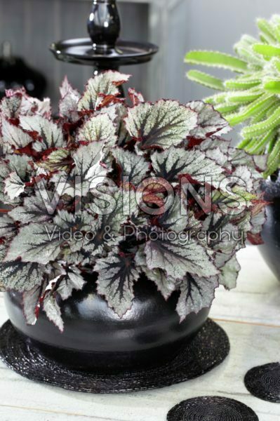 Begonia Beleaf Nordic GlacierĀ® Begonia Beleaf Nordic GlacierĀ®