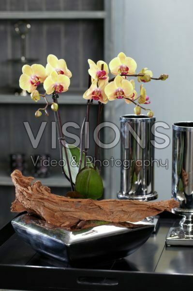Phalaenopsis Phalaenopsis