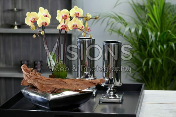 Phalaenopsis Phalaenopsis