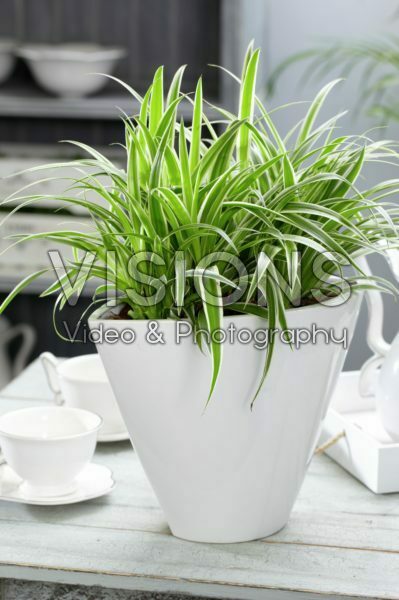 Chlorophytum comosum Ocean