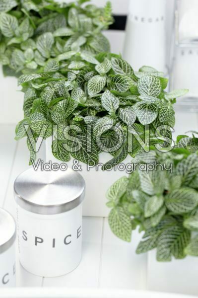 Kamerplant Kamerplant