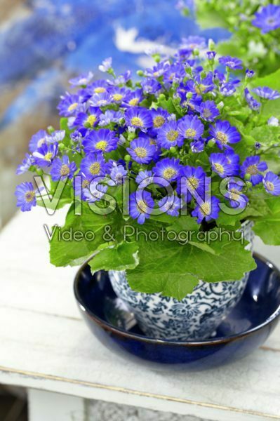 Senecio cruentus Senecio cruentus