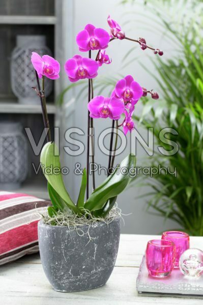 Phalaenopsis Phalaenopsis