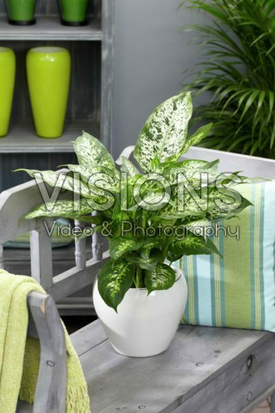 Dieffenbachia seguine Amoena Dieffenbachia seguine Amoena