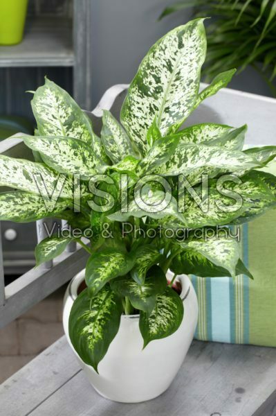 Dieffenbachia seguine Amoena Dieffenbachia seguine Amoena