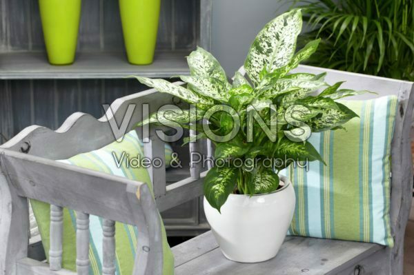Dieffenbachia seguine Amoena Dieffenbachia seguine Amoena