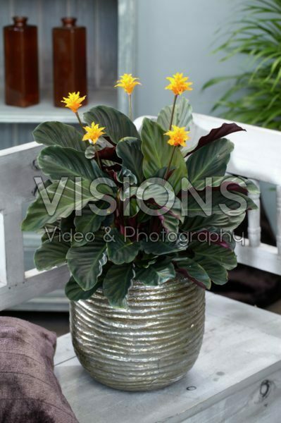 Calathea crocata Calathea crocata