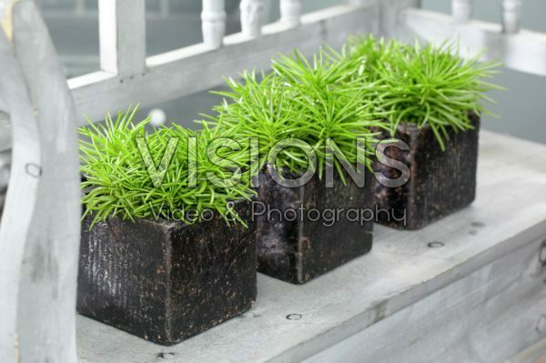Senecio Himalaya Senecio Himalaya