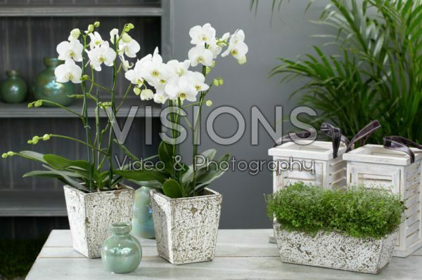 Phalaenopsis hybr. Fifi Marqui Phalaenopsis hybr. Fifi Marqui