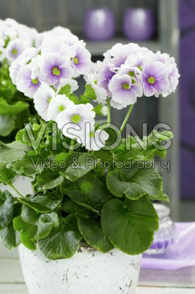 Primula obconica Primula obconica