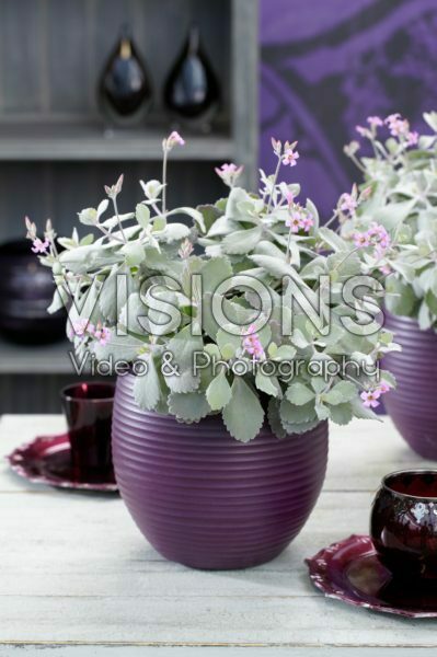 Kalanchoe pumila Kalanchoe pumila