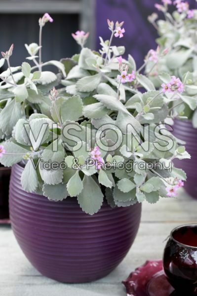 Kalanchoe pumila Kalanchoe pumila
