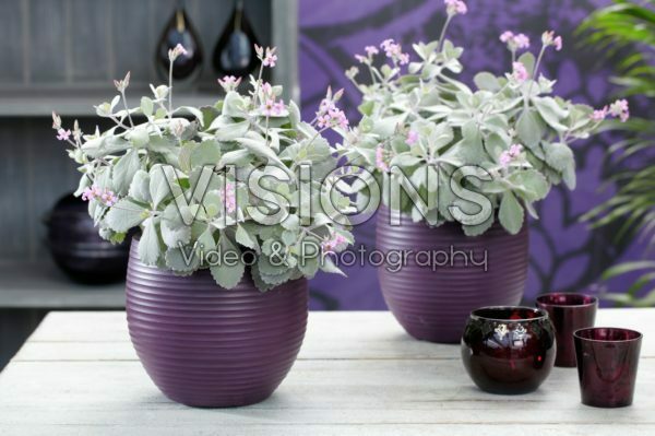 Kalanchoe pumila Kalanchoe pumila