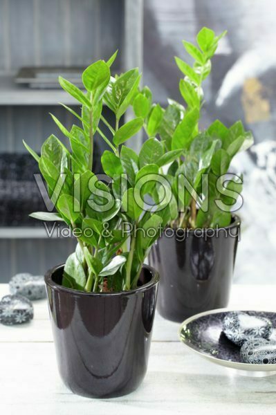 Zamioculcas zamiifolia Zamioculcas zamiifolia