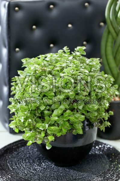 Callisia repens Callisia repens