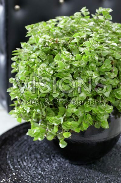 Callisia repens Callisia repens