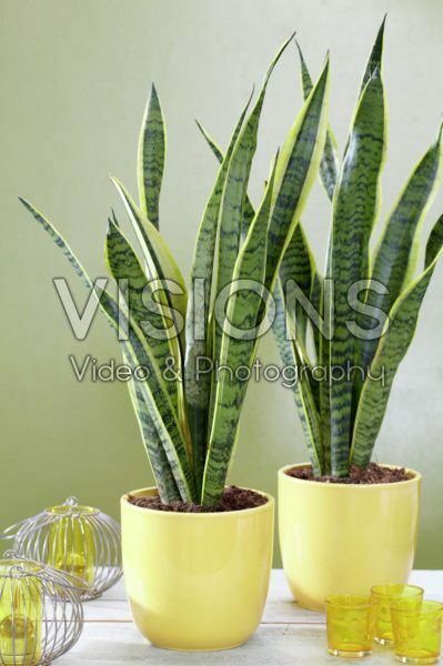 Sansevieria Sansevieria