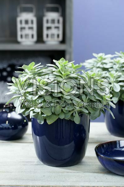 Senecio Mountain F. Fuji Blue Senecio Mountain F. Fuji Blue