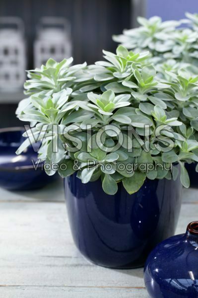 Senecio Mountain F. Fuji Blue Senecio Mountain F. Fuji Blue