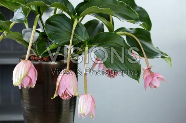 Medinilla magnifica Medinilla magnifica