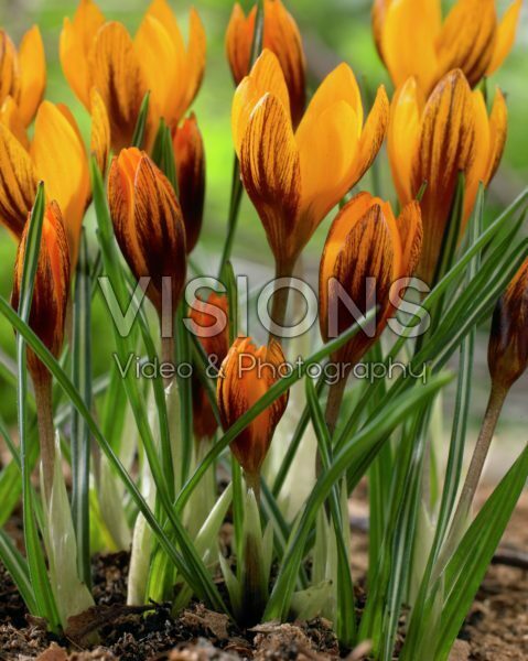 Crocus chrysanthus Orange Monarch