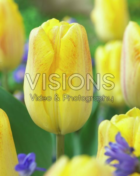Tulipa yellow
