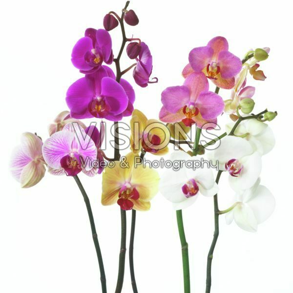 Phalaenopsis collectie