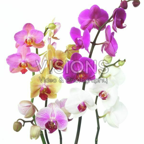 Phalaenopsis collection