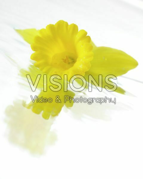 Narcissus Tweety Bird Narcissus Tweety Bird