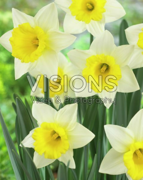 Narcissus Cornish King