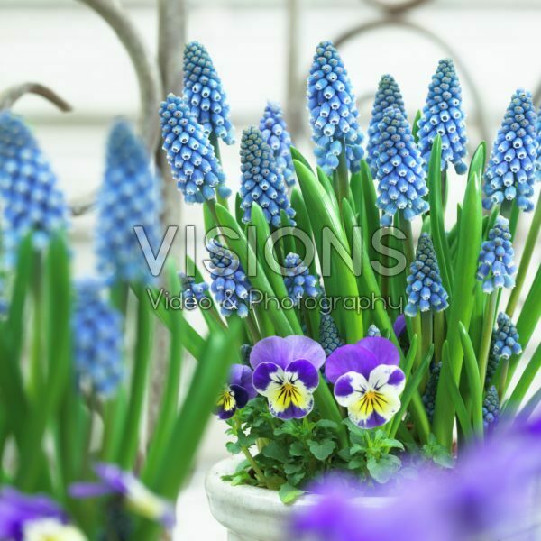 Muscari Big Smile® Muscari Big Smile®