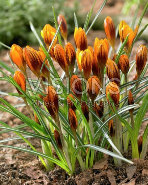 Crocus chrysanthus Orange Monarch