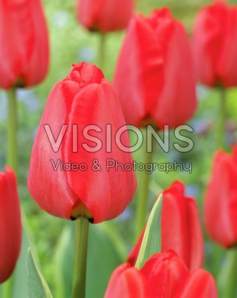 Tulipa Darwidesign