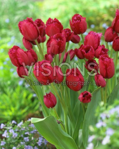 Tulipa Gipsy Love