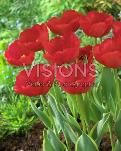 Tulipa Darwidesign