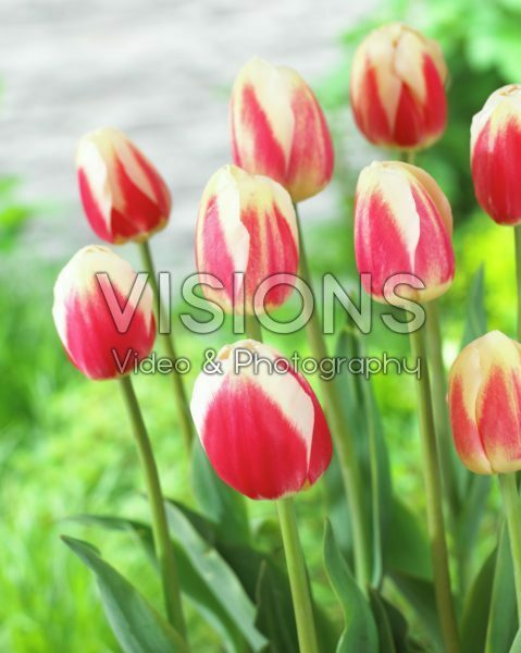 Tulipa Roman Empire