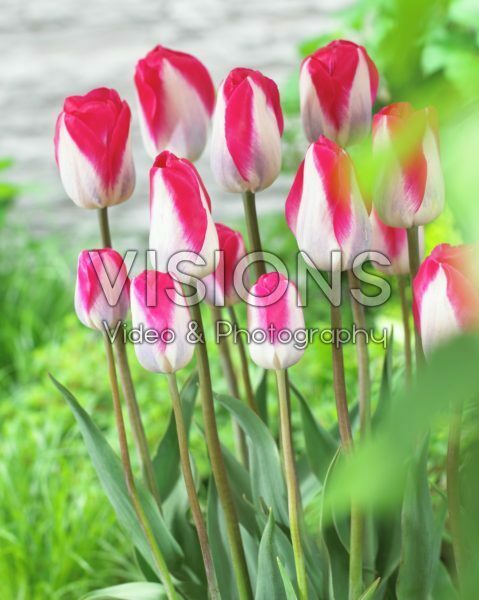 Tulipa zaailing Holland
