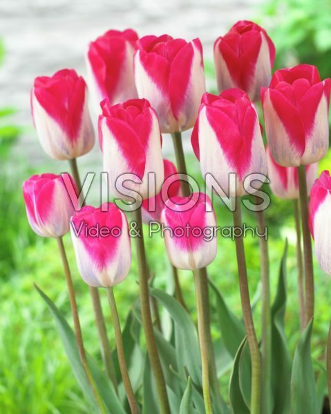 Tulipa zaailing Holland