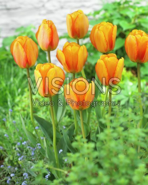 Tulipa Blushing Apeldoorn