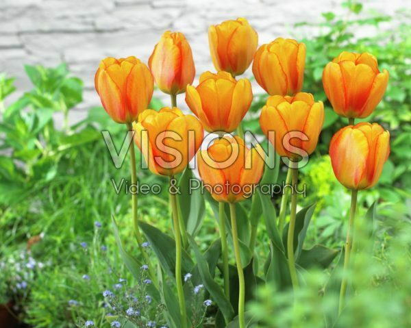 Tulipa Blushing Apeldoorn