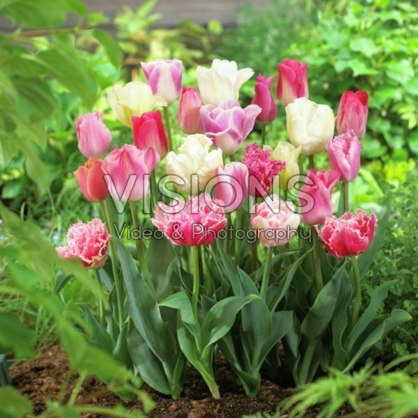 Tulipa pink mix