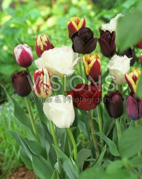 Tulipa burgundy mix