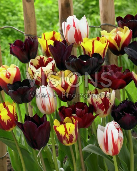 Tulipa burgundy mix