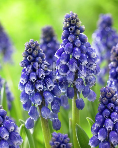 Muscari Bling Bling