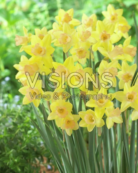 Narcissus Blushing Lady