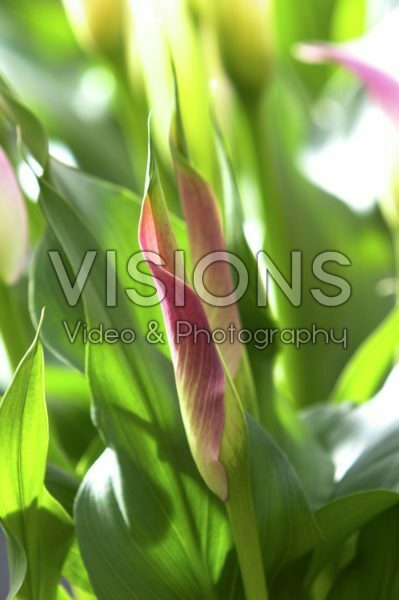 Zantedeschia Pink Melody