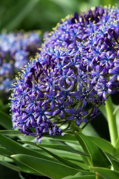 Scilla peruviana Caribbean Jewels 51030